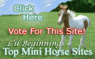 Lil Beginnings Miniature Horse & Tack Top Sites / Bowens Design
